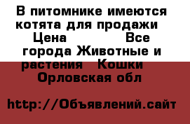 В питомнике имеются котята для продажи › Цена ­ 30 000 - Все города Животные и растения » Кошки   . Орловская обл.